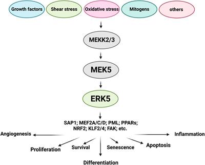 The significance of ERK5 catalytic-independent functions in disease pathways